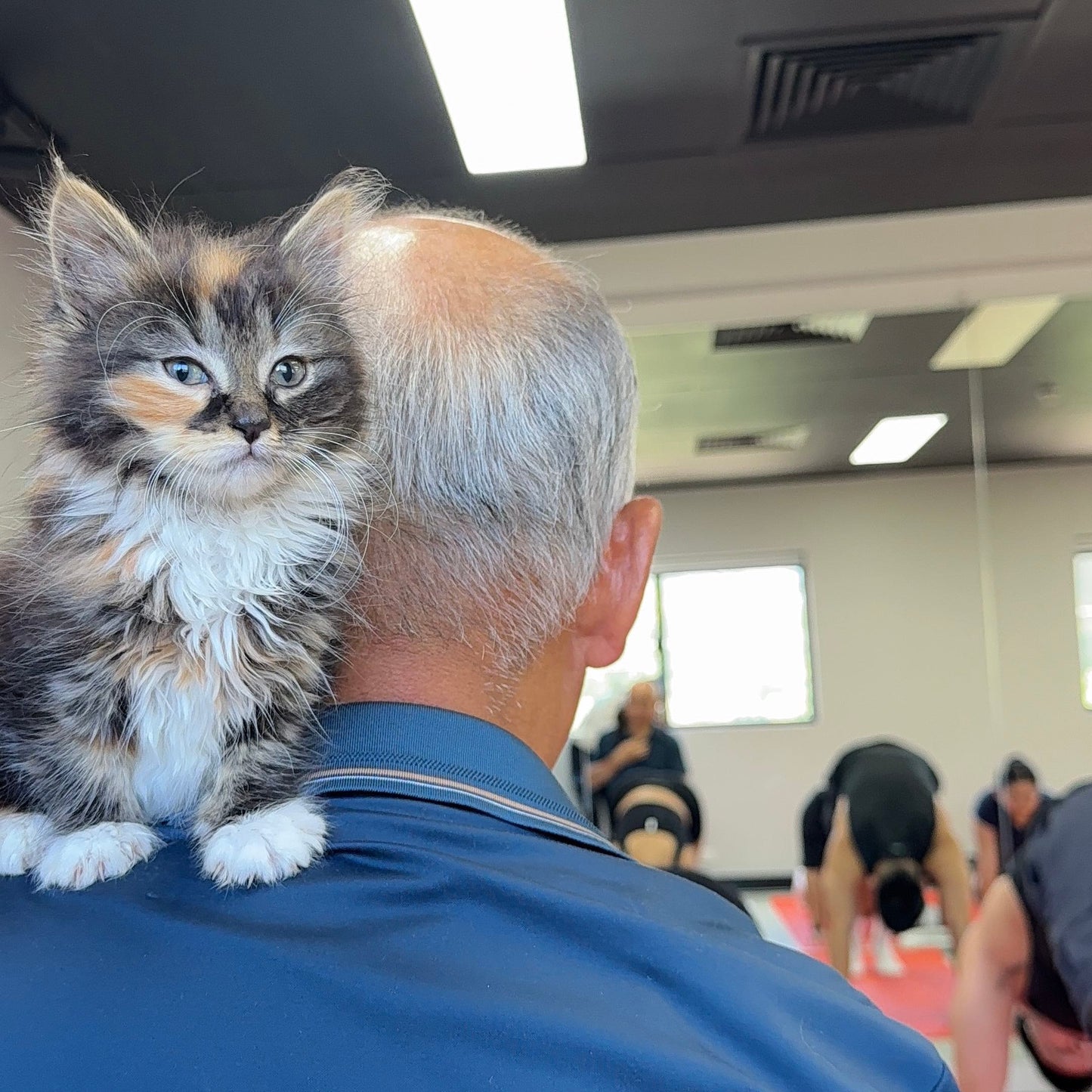 A dad wearing a blue shirt with a kitten on their shoulder at a kitty yoga club event in Sydney