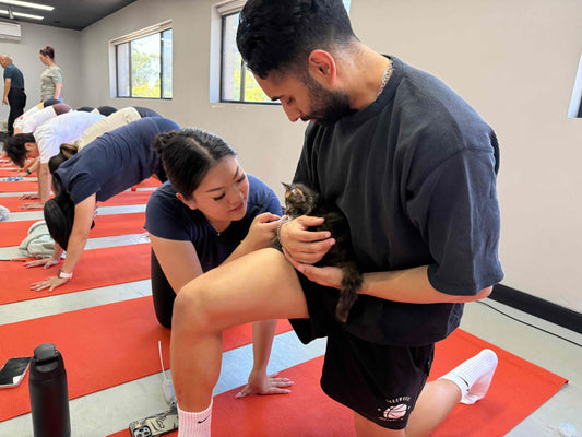 A couple at a kitty yoga class in Sydney holding a kitten