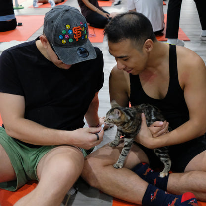 Double Bay | Kitty Yoga