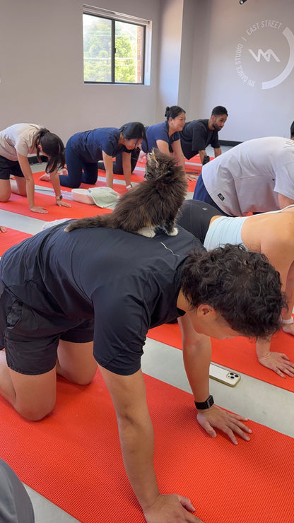 Chippendale | Kitty Yoga