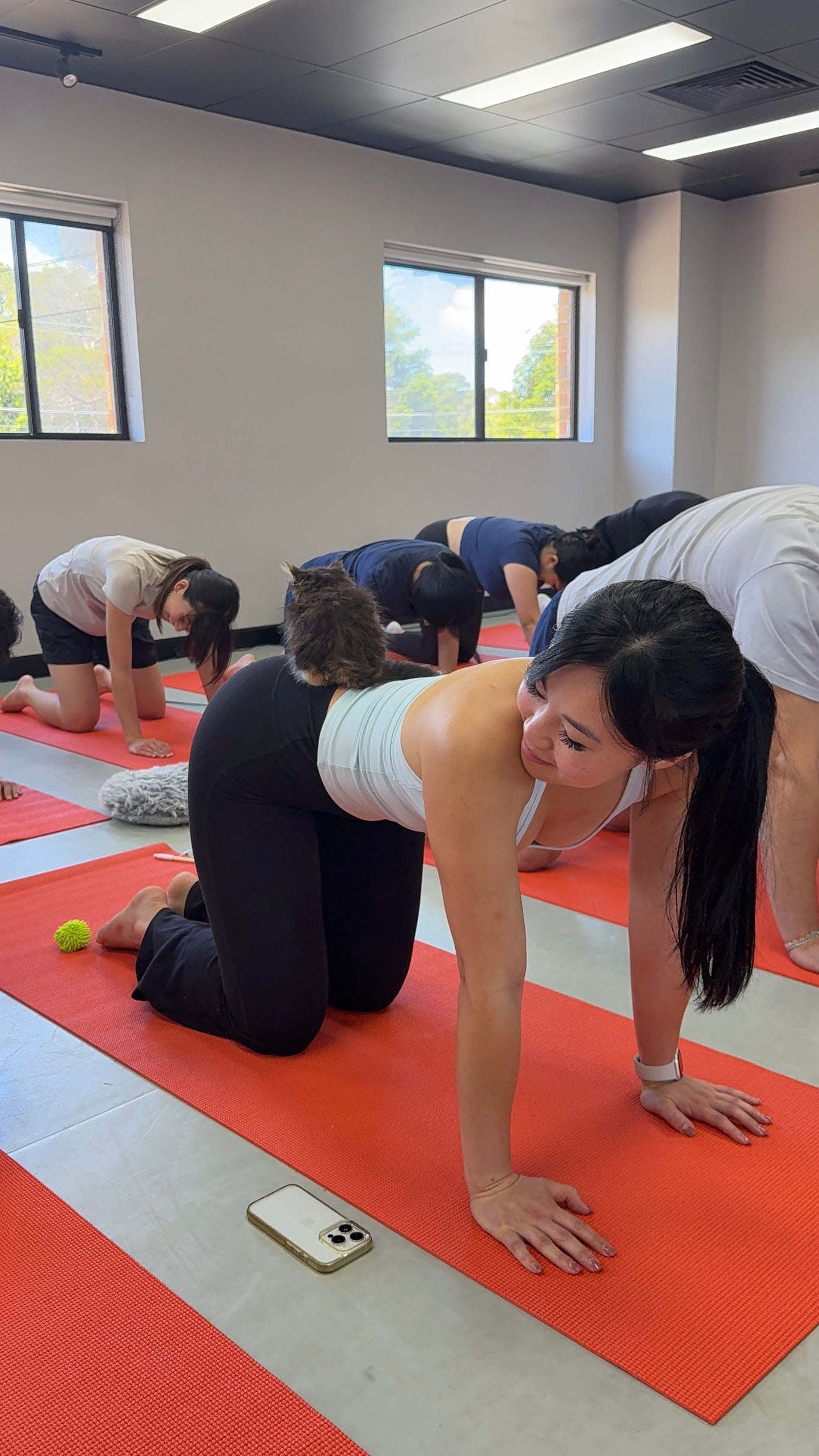 Chippendale | Kitty Yoga