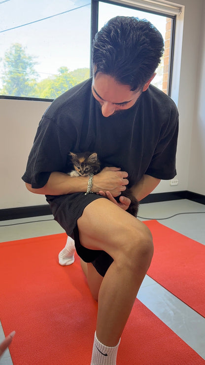 Chippendale | Kitty Yoga