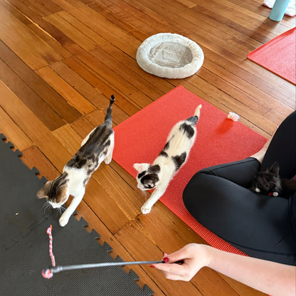 Double Bay | Kitty Yoga