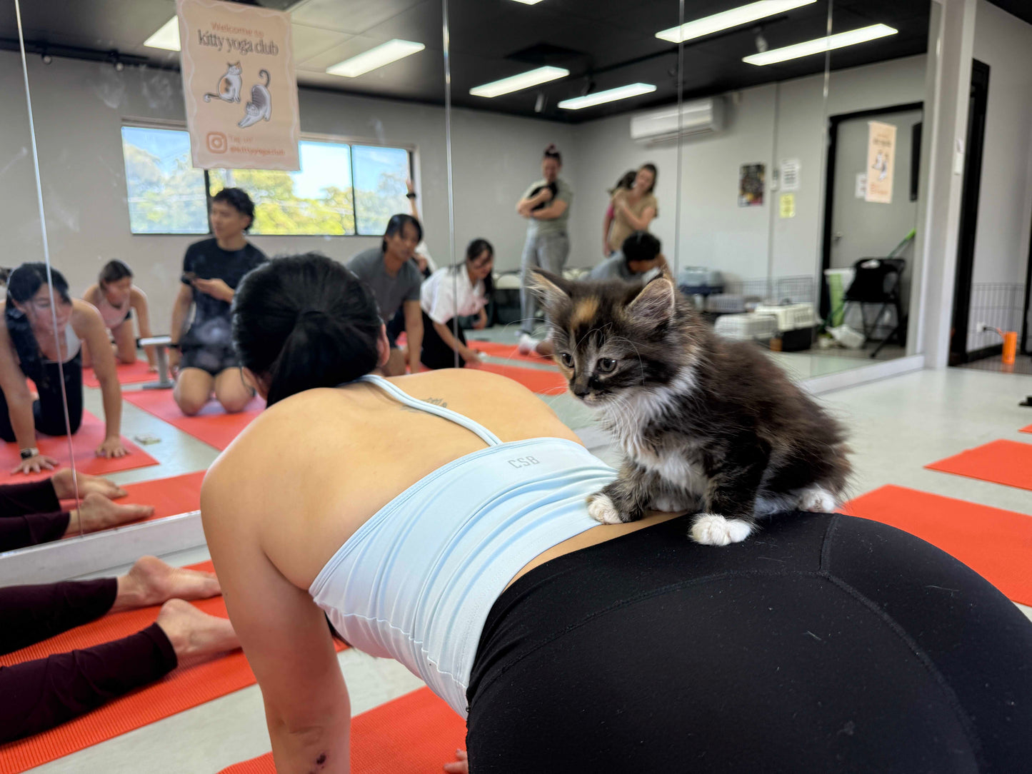 Group of people practicing kitty yoga in a room with orange mats and mirrors on the wall in Sydney with a cat on the participants back
