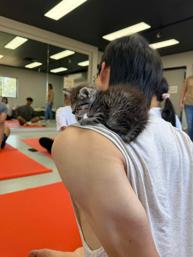 Person with a kitten on their shoulder in a room with mirrors and people in the background at a kitty yoga club event in Sydney