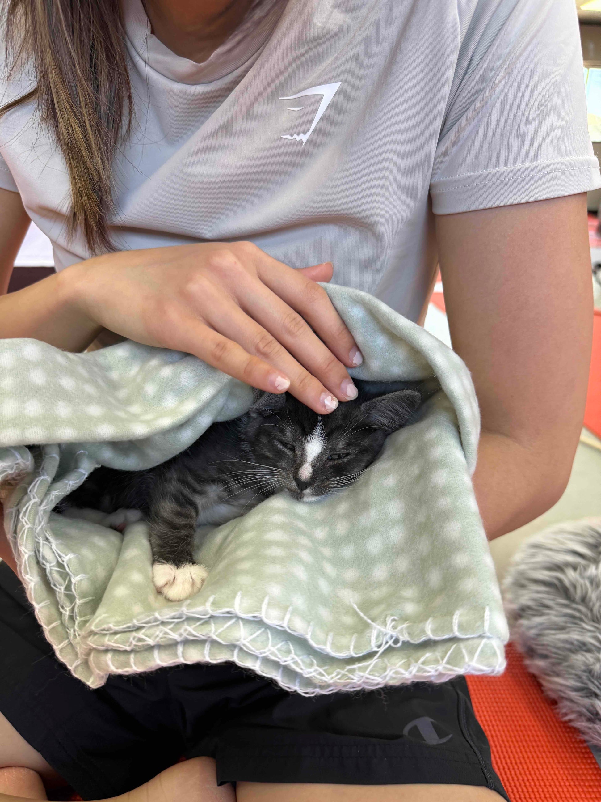 Person holding a cat wrapped in a blanket at a kitty yoga club event in Sydney