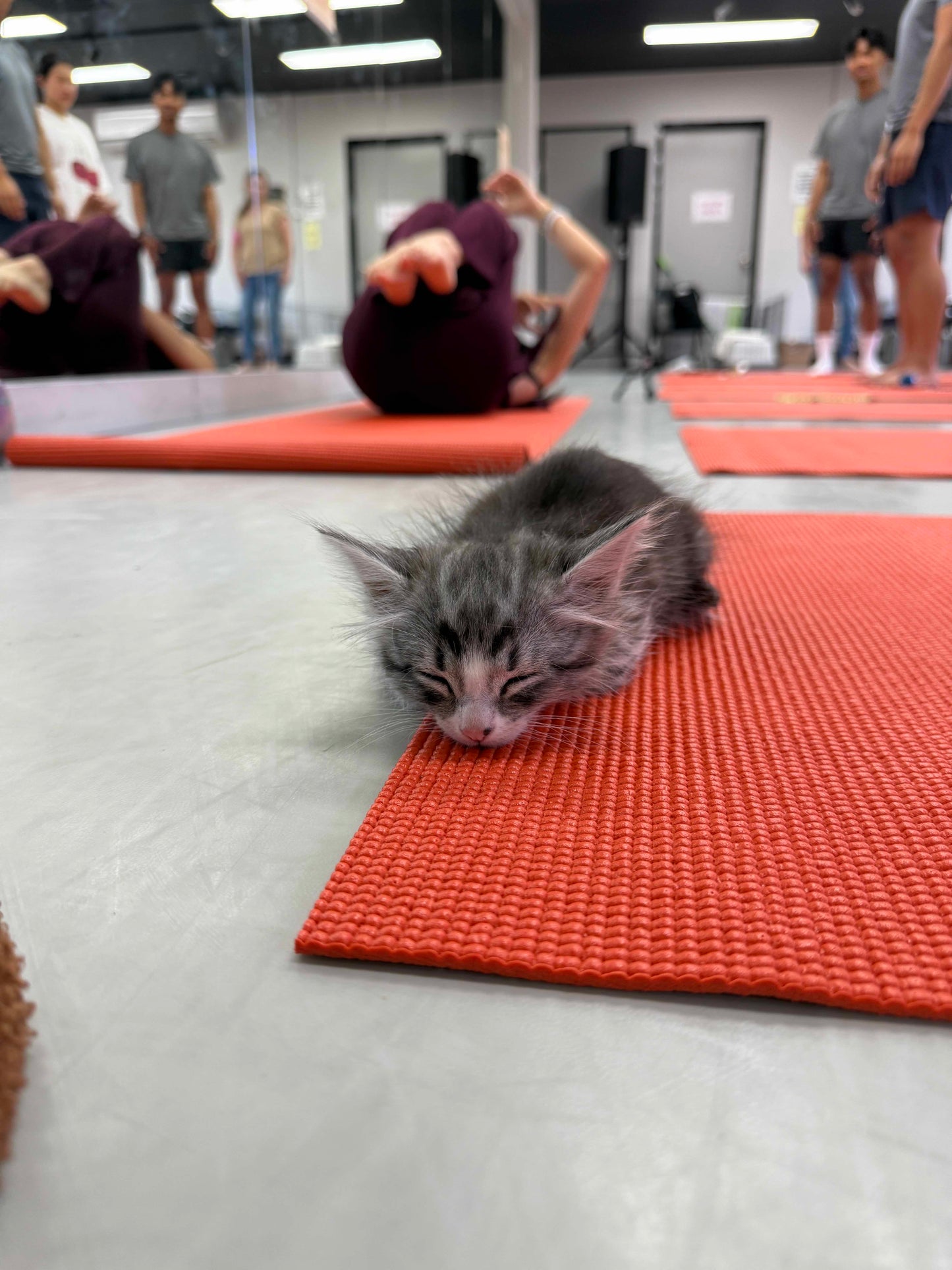 Kitten on a yoga mat with people in the background at a kitty yoga class in Sydney
